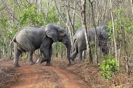 Mole National Park: Ghana’s Safari Escape